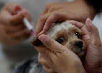 Casimiro de Abreu realiza vacinação antirrábica para cães e gatos neste sábado (28)