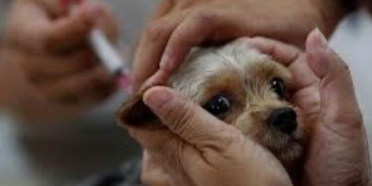 Casimiro de Abreu realiza vacinação antirrábica para cães e gatos neste sábado (28)