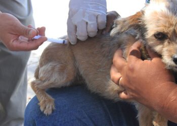 Arraial do Cabo: Vacinação antirrábica acontece no próximo sábado (09)