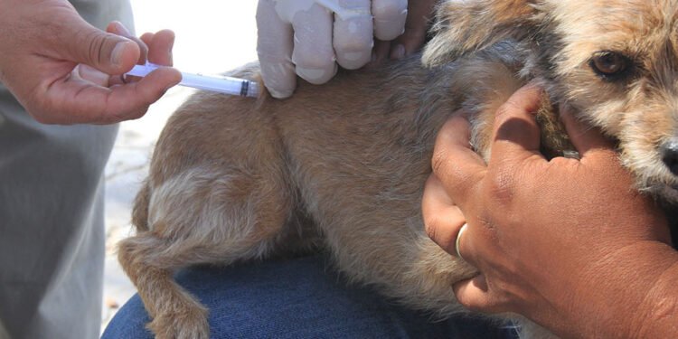 Arraial do Cabo: Vacinação antirrábica acontece no próximo sábado (09)