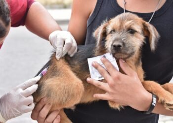 Maricá: Confira os locais de vacinação da Campanha Antirrábica Animal