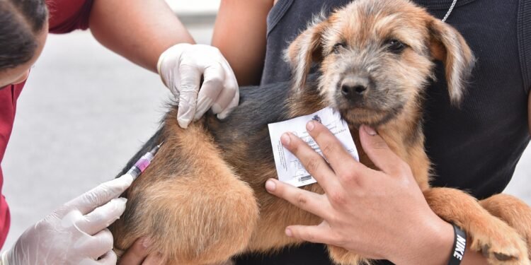 Maricá: Confira os locais de vacinação da Campanha Antirrábica Animal