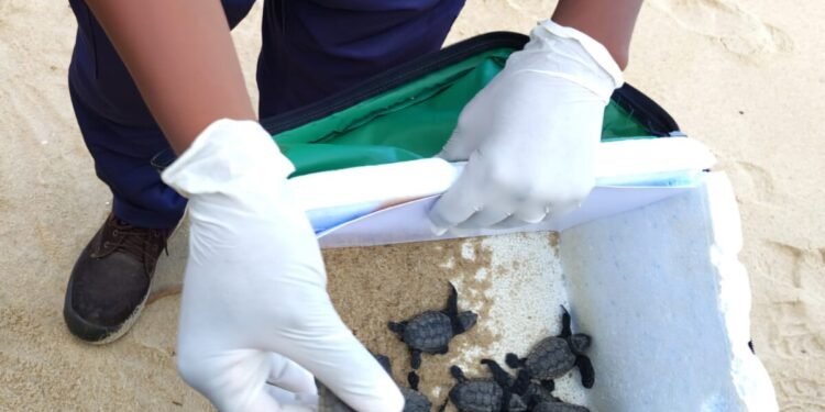 Soltura de filhotes de tartarugas chamam atenção em Quissamã