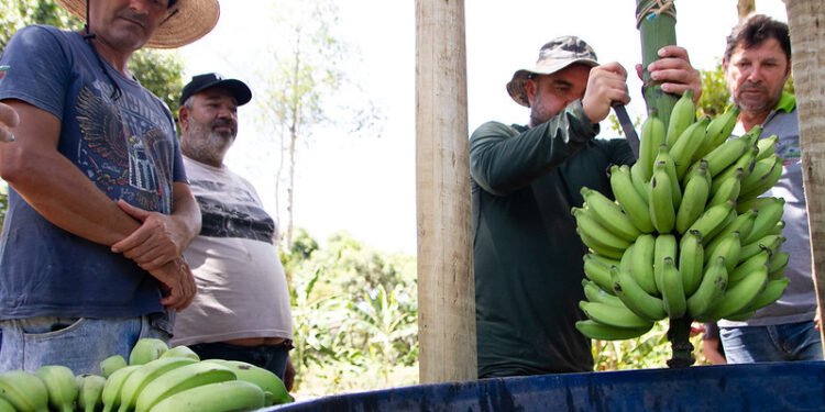 Manejo da bananeira: passo a passo para uma colheita de sucesso