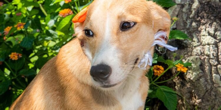 Rio das Ostras realiza Feira de Adoção Animal nesta terça-feira (11)
