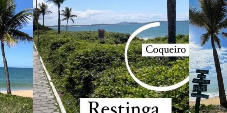 Petição já tem 5.400 assinaturas para manutenção dos coqueiros no Praião de Barra de São João