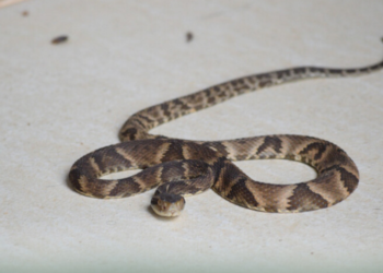 Guarda Ambiental alerta aumento de resgate de cobras na área urbana, em Iguaba Grande
