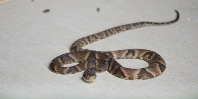 Guarda Ambiental alerta aumento de resgate de cobras na área urbana, em Iguaba Grande