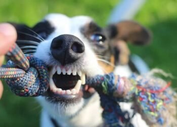 Câmeras de monitoramento poderão ser obrigatórias em creches e hotéis pets