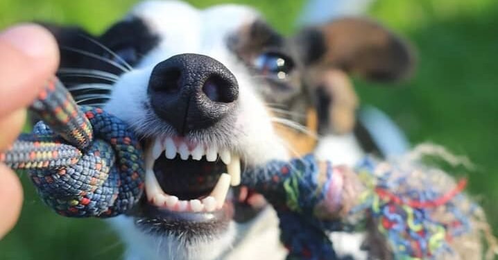 Câmeras de monitoramento poderão ser obrigatórias em creches e hotéis pets