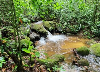 Parque Natural Municipal do Atalaia: O Guardião das Águas e das Memórias de Macaé