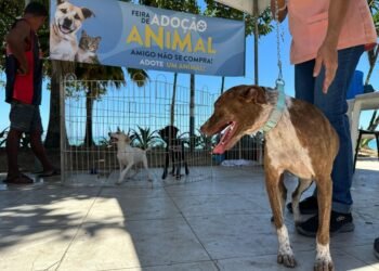 Leve um amigo para casa: Feira de Adoção em Rio das Ostras será nesta terça (29)