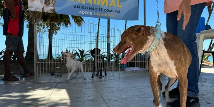 Leve um amigo para casa: Feira de Adoção em Rio das Ostras será nesta terça (29)