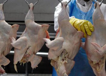 China suspende a importação de carne de frango brasileira.