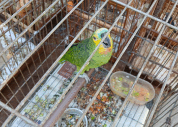 Inea resgata 30 aves silvestres em Cabo Frio