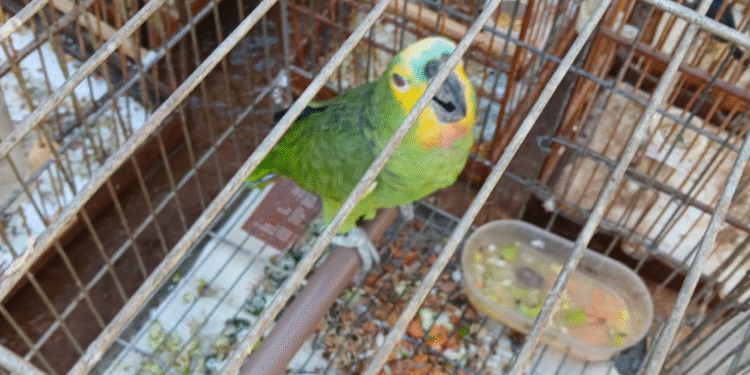 Inea resgata 30 aves silvestres em Cabo Frio