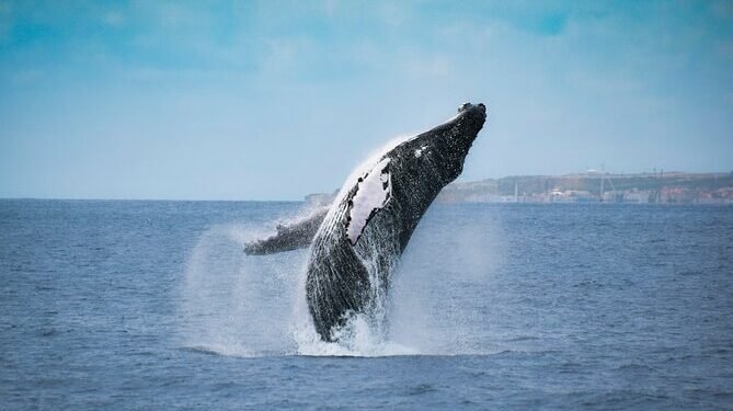 Capacitação gratuita para observatório de baleias e golfinhos em Búzios