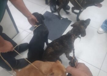 Dois homens são detidos por abandono de animais em Rio das Ostras