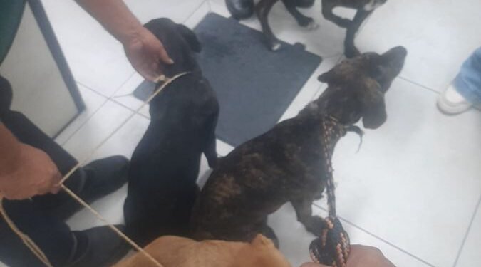 Dois homens são detidos por abandono de animais em Rio das Ostras