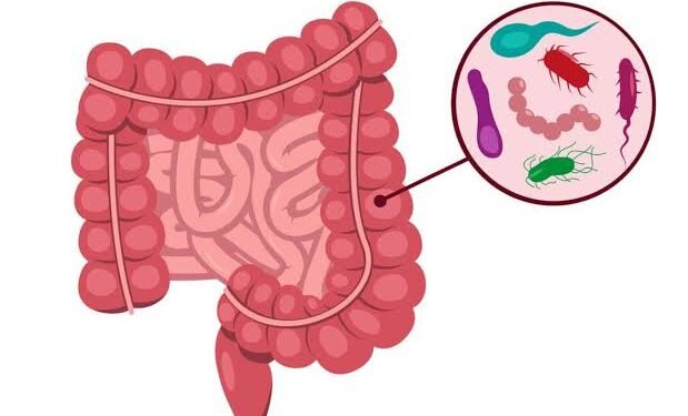 Microbiota intestinal: o que a ciência já sabe e como alimentar suas bactérias do bem