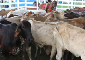 Casimiro de Abreu realiza VI edição de Exposição Agropecuária