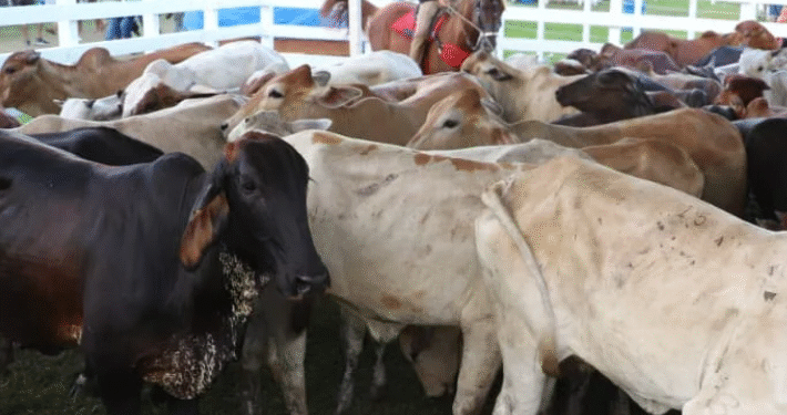 Casimiro de Abreu realiza VI edição de Exposição Agropecuária