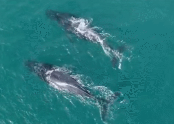 Arraial do Cabo dá início a Temporada de Baleias 2025