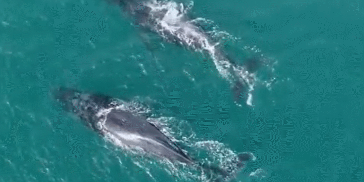 Arraial do Cabo dá início a Temporada de Baleias 2025