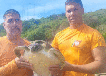 Tartarugas marinhas ficam presas em rede de pesca, em Cabo Frio