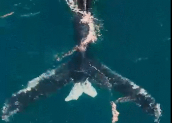 Baleia-jubarte com rara malformação na cauda é avistada em Arraial do Cabo; Veja o vídeo