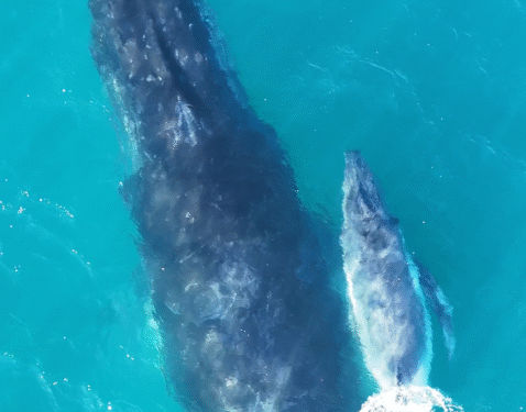 Baleia-jubarte e filhote encantam ao passear pelas águas de Arraial do Cabo