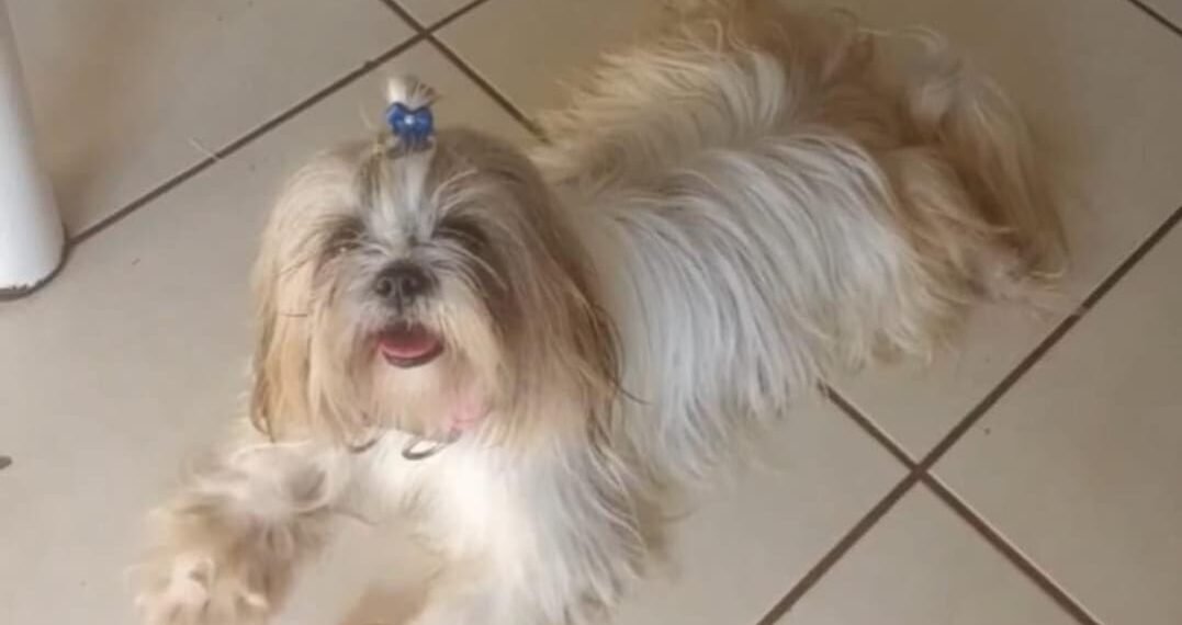 Família procura cadelinha da raça Shih-tzu desaparecida em Iguaba Grande