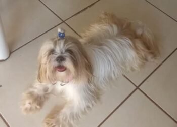 Família procura cadelinha da raça Shih-tzu desaparecida em Iguaba Grande