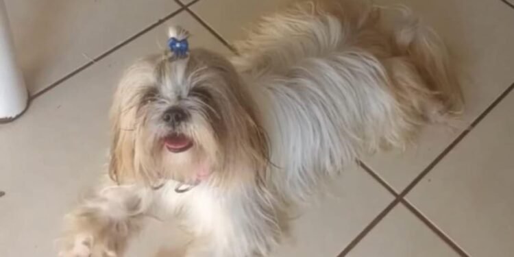 Família procura cadelinha da raça Shih-tzu desaparecida em Iguaba Grande