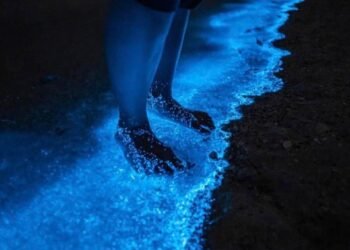 Microalgas iluminam a Lagoa de Jacaroá com brilho azul à noite, em Maricá