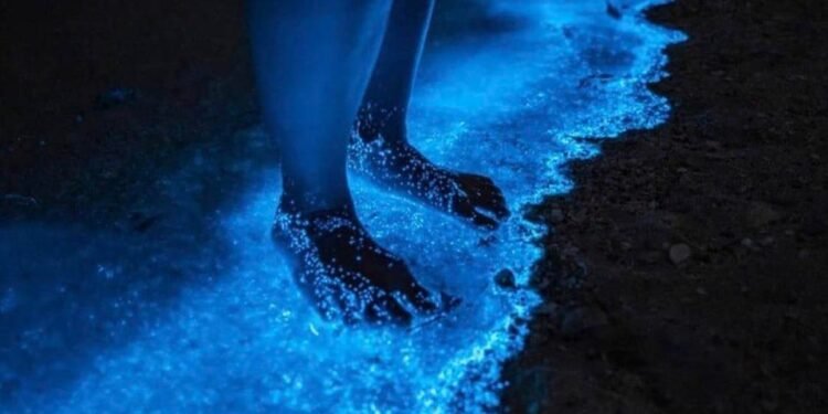Microalgas iluminam a Lagoa de Jacaroá com brilho azul à noite, em Maricá