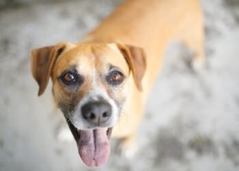 Animais ganham mais proteção em Arraial do Cabo; confira a novidade