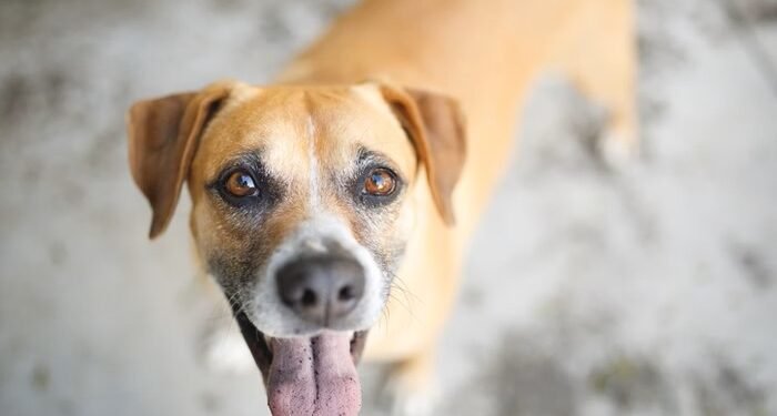 Animais ganham mais proteção em Arraial do Cabo; confira a novidade
