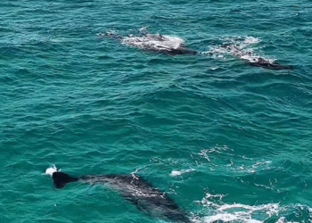 Cachalotes são avistados próximos à Praia Grande, em Arraial do Cabo