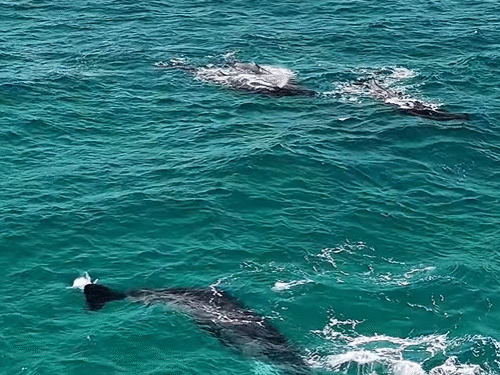 Cachalotes são avistados próximos à Praia Grande, em Arraial do Cabo