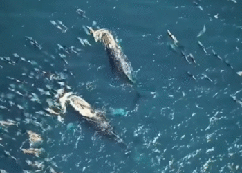 Golfinhos e baleias são flagrados juntos em Arraial do Cabo