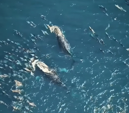 Golfinhos e baleias são flagrados juntos em Arraial do Cabo