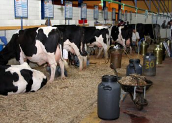 Inscrições abertas para o Concurso Leiteiro da Expo Macaé 2025; confira as regras