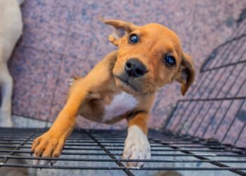 Shopping Plaza Macaé recebe feira de adoção de animais neste sábado (5)