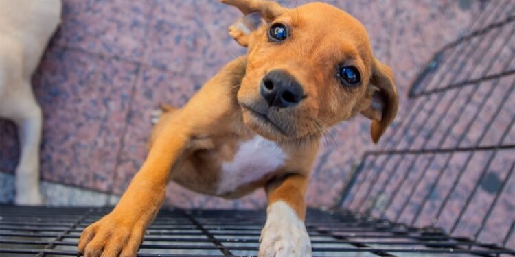 Shopping Plaza Macaé recebe feira de adoção de animais neste sábado (5)