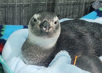Inverno marca resgate de pinguins em praias da Costa do Sol (antiga Região dos Lagos)