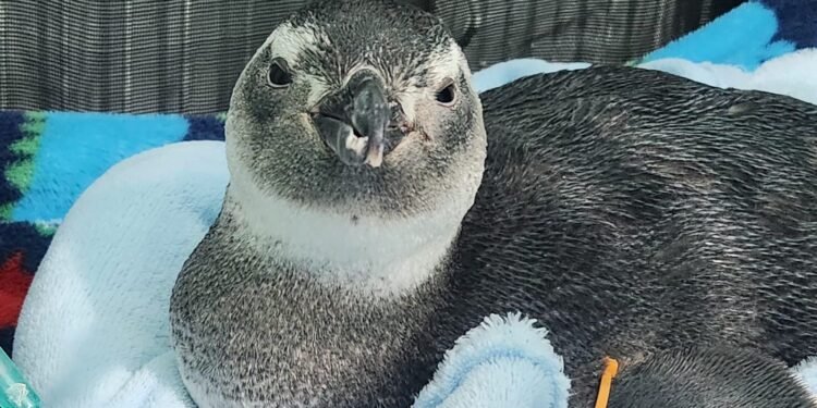 Inverno marca resgate de pinguins em praias da Costa do Sol (antiga Região dos Lagos)