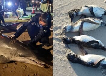 Golfinhos encalham em Búzios e pinguins aparecem mortos em Araruama: alerta para a fauna marinha na Costa do Sol