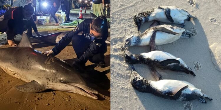 Golfinhos encalham em Búzios e pinguins aparecem mortos em Araruama: alerta para a fauna marinha na Costa do Sol