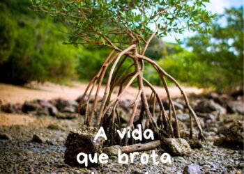 Documentário sobre o Mangue de Pedra estreia em Búzios; Veja como assistir